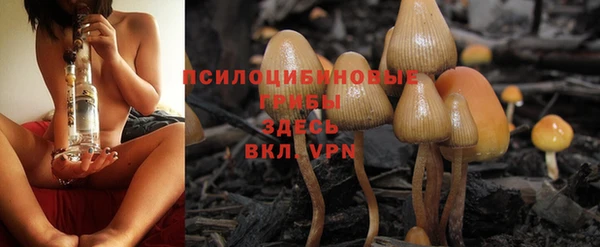 PSILOCYBIN Белокуриха